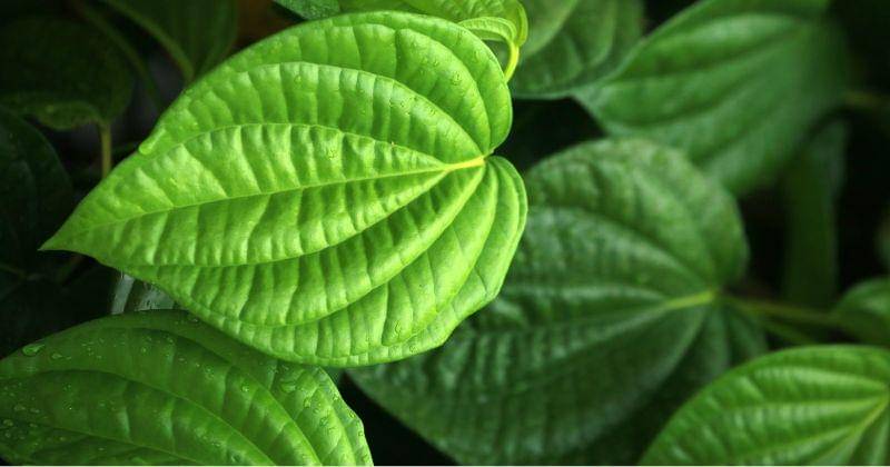 Pexels/Jeffry Surianto